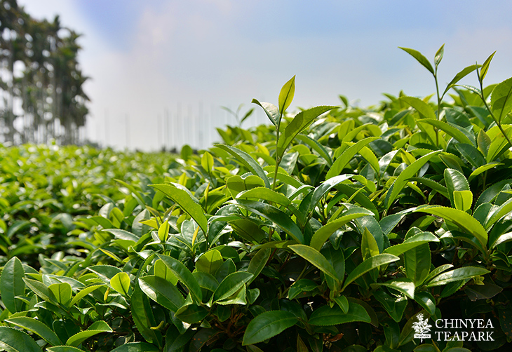 青心乌龙茶(150g/罐)